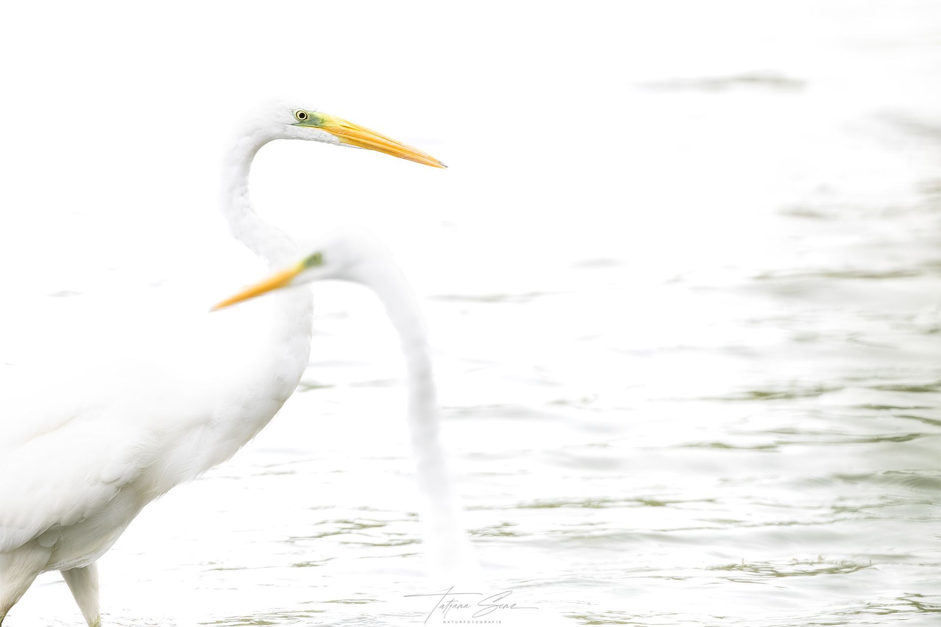 Silberreiher high key aufnahme