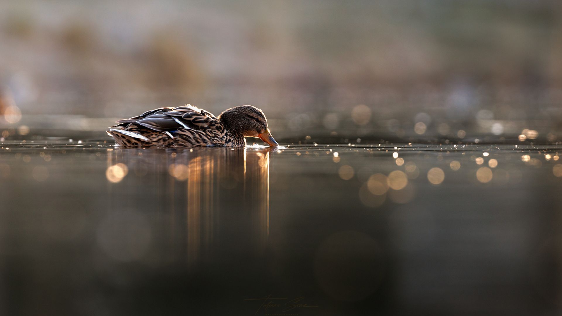 Stockentenweibchen mit im Wasser getauchtem Kopf, braune Federn, die das Licht reflektieren.