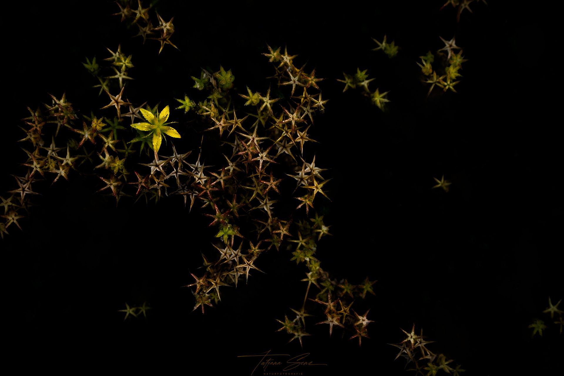 Gelbe und goldene sternförmige Formen auf schwarzem Hintergrund; ein markanter gelber Stern in der Mitte links.