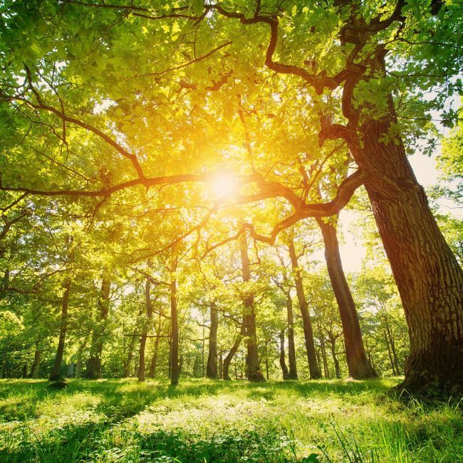 Die Sonne scheint durch die Bäume im Wald.