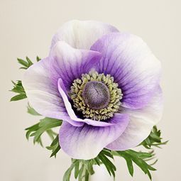 Eine Nahaufnahme einer violetten und weißen Anemonenblüte mit grünen Blättern.