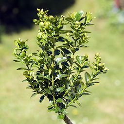 Im Gras wächst ein kleiner Baum mit grünen Blättern und Blüten.