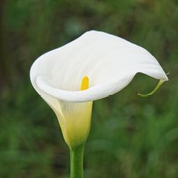 Eine Nahaufnahme einer weißen Blume mit gelber Mitte auf einem grünen Stiel.
