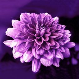 Eine Nahaufnahme einer violetten Blume auf violettem Hintergrund.