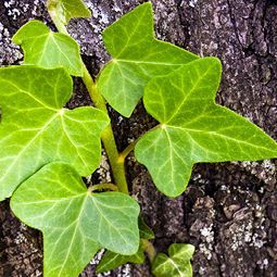 Eine Nahaufnahme von Efeu, der auf einem Baumstamm wächst.