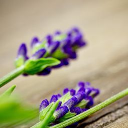 Eine Nahaufnahme von violetten Lavendelblüten auf einem Holztisch.
