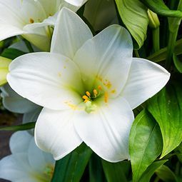 Eine Nahaufnahme einer weißen Lilie mit gelber Mitte, umgeben von grünen Blättern.
