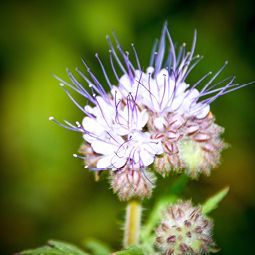 Eine Nahaufnahme einer violetten Blume auf grünem Hintergrund.