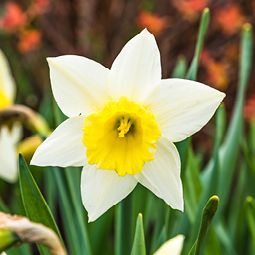 Im Gras wächst eine weiße Narzisse mit gelber Mitte.