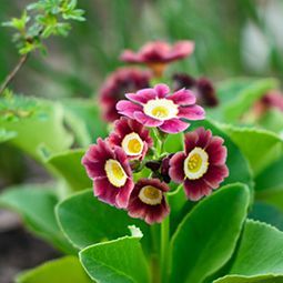 Auf einer grünen Pflanze wächst ein Strauß violetter Blüten mit gelber Mitte.