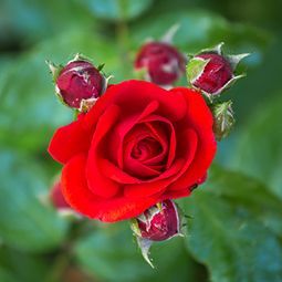 Eine Nahaufnahme einer roten Rose mit Knospen an einem Busch.