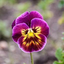 Eine Nahaufnahme einer violetten und gelben Blume mit gelber Mitte.