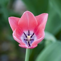 Eine Nahaufnahme einer rosa Tulpe mit violetter Mitte.