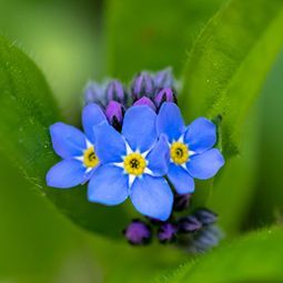 Eine Nahaufnahme einer blauen Blume mit gelber Mitte auf einem grünen Blatt.