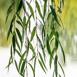 Eine Nahaufnahme einer Weide, an der viele grüne Blätter hängen.