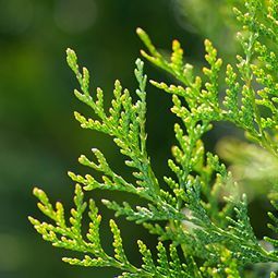 Eine Nahaufnahme eines Astes mit grünen Blättern.