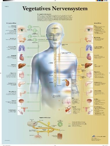 Ein Poster, das die verschiedenen Organe des menschlichen Körpers zeigt.