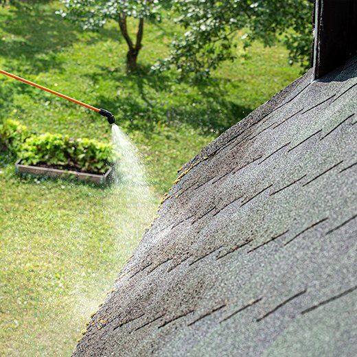 Traitement du lichen sur le toit.