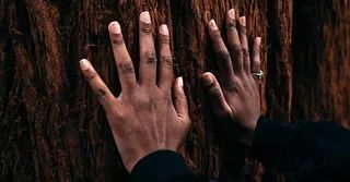 Dos manos de piel oscura tocando la corteza áspera de un árbol de secuoya.