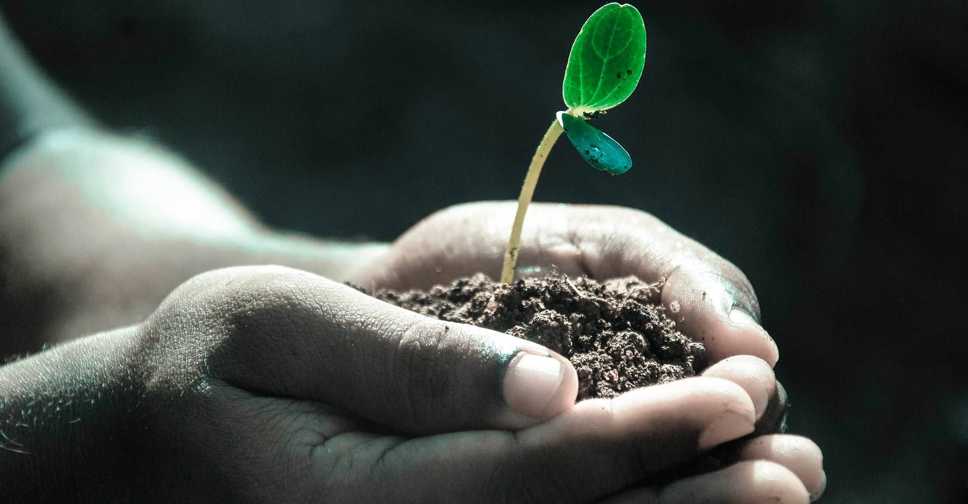Manos ahuecando la tierra sosteniendo una plántula con dos hojas verdes, en un entorno oscuro.