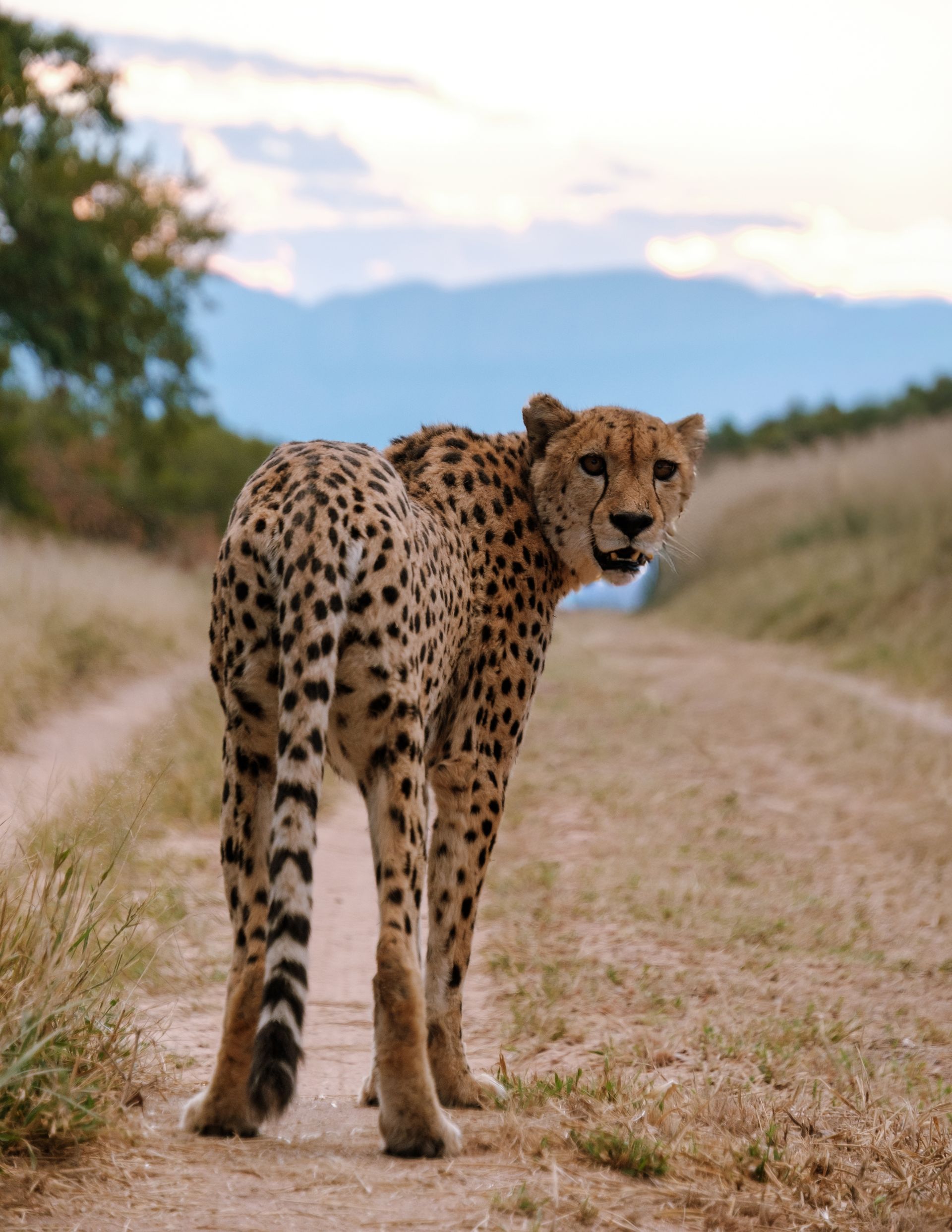 Safari