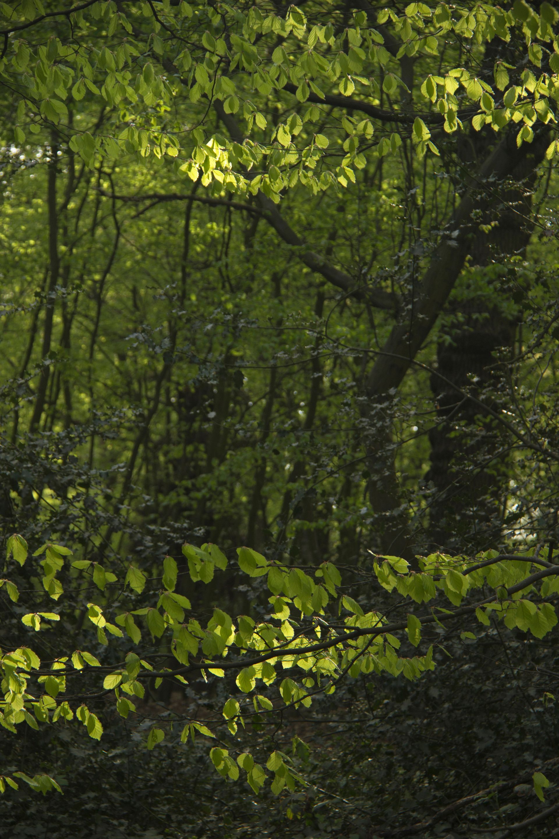 Forêt avec plusieurs espèces d'arbres