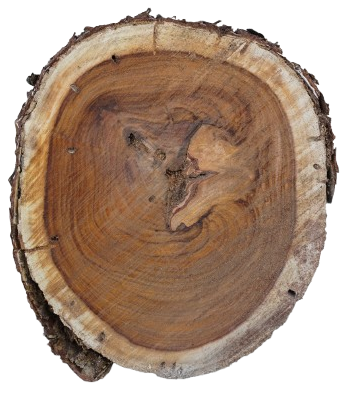 Rondin de bois