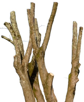 Arbre élagué
