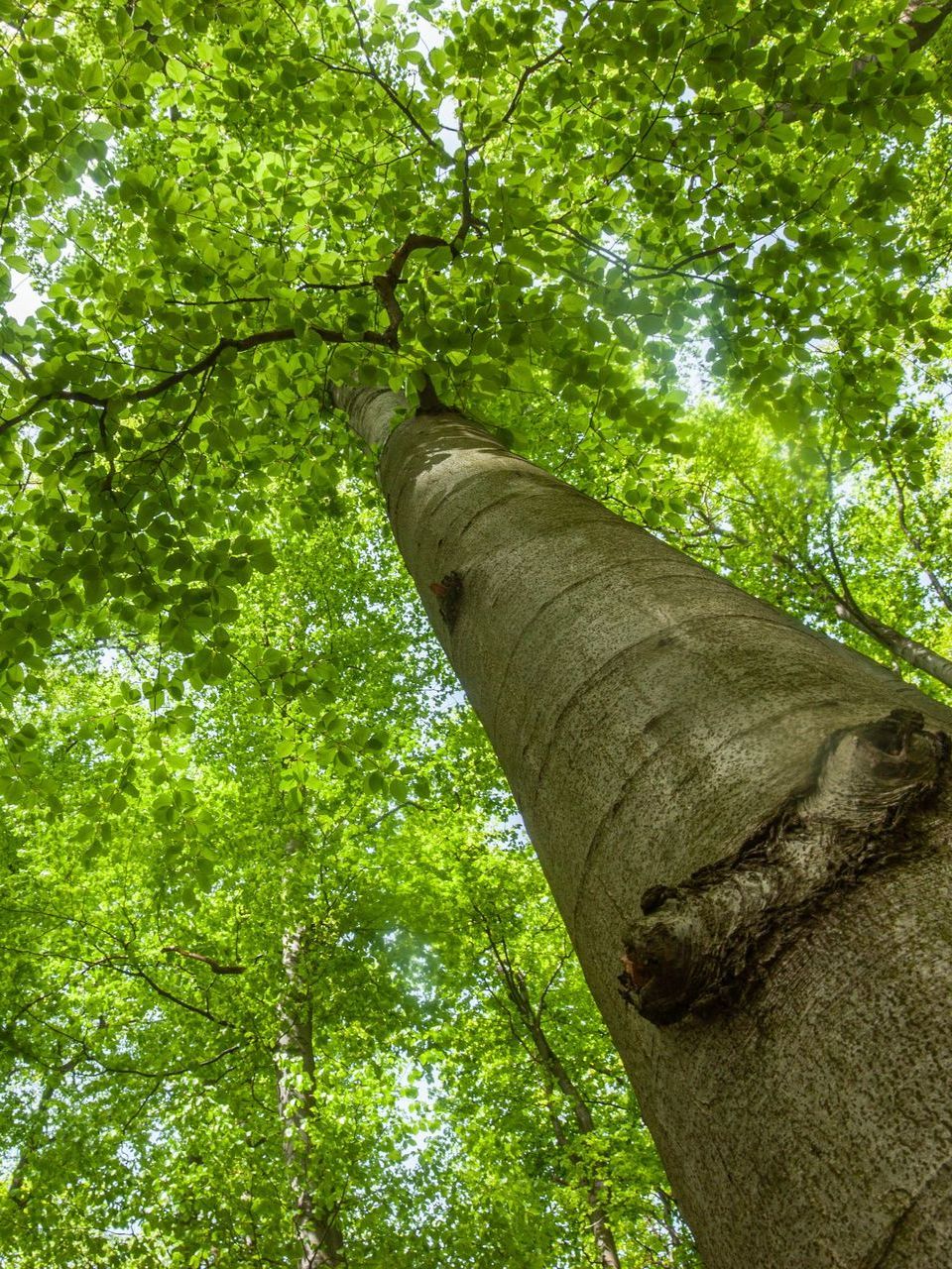 Arbre vu du dessous