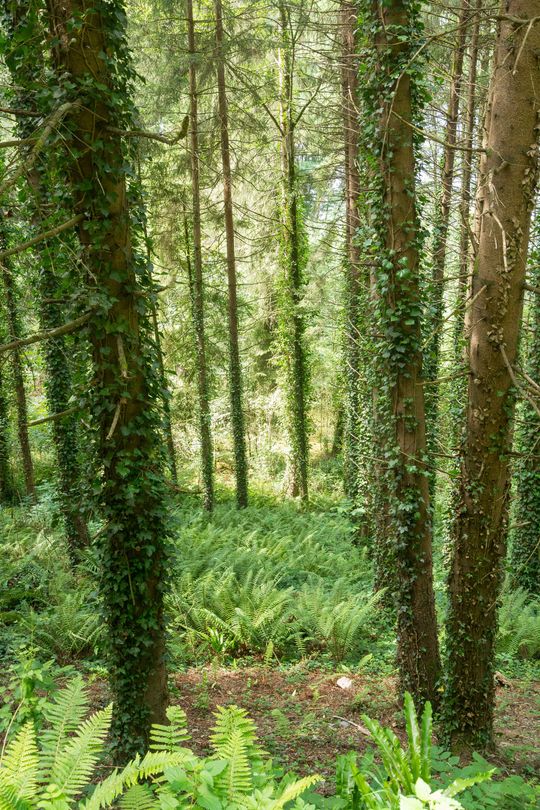Forêt en Occitanie
