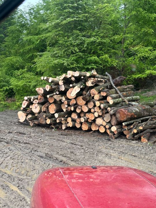 Stock de bois en forêt