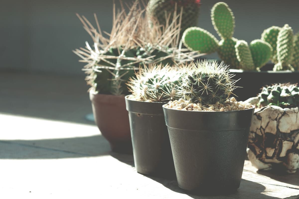 Un grupo de plantas de cactus en macetas están sentadas sobre una mesa.