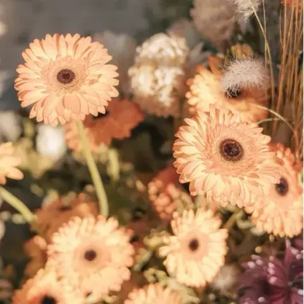 Un ramo de flores naranjas con un centro negro.