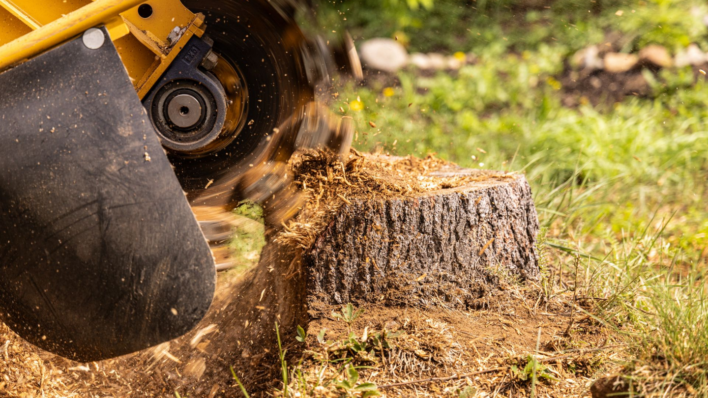 Rognage d'une souche avec une machine