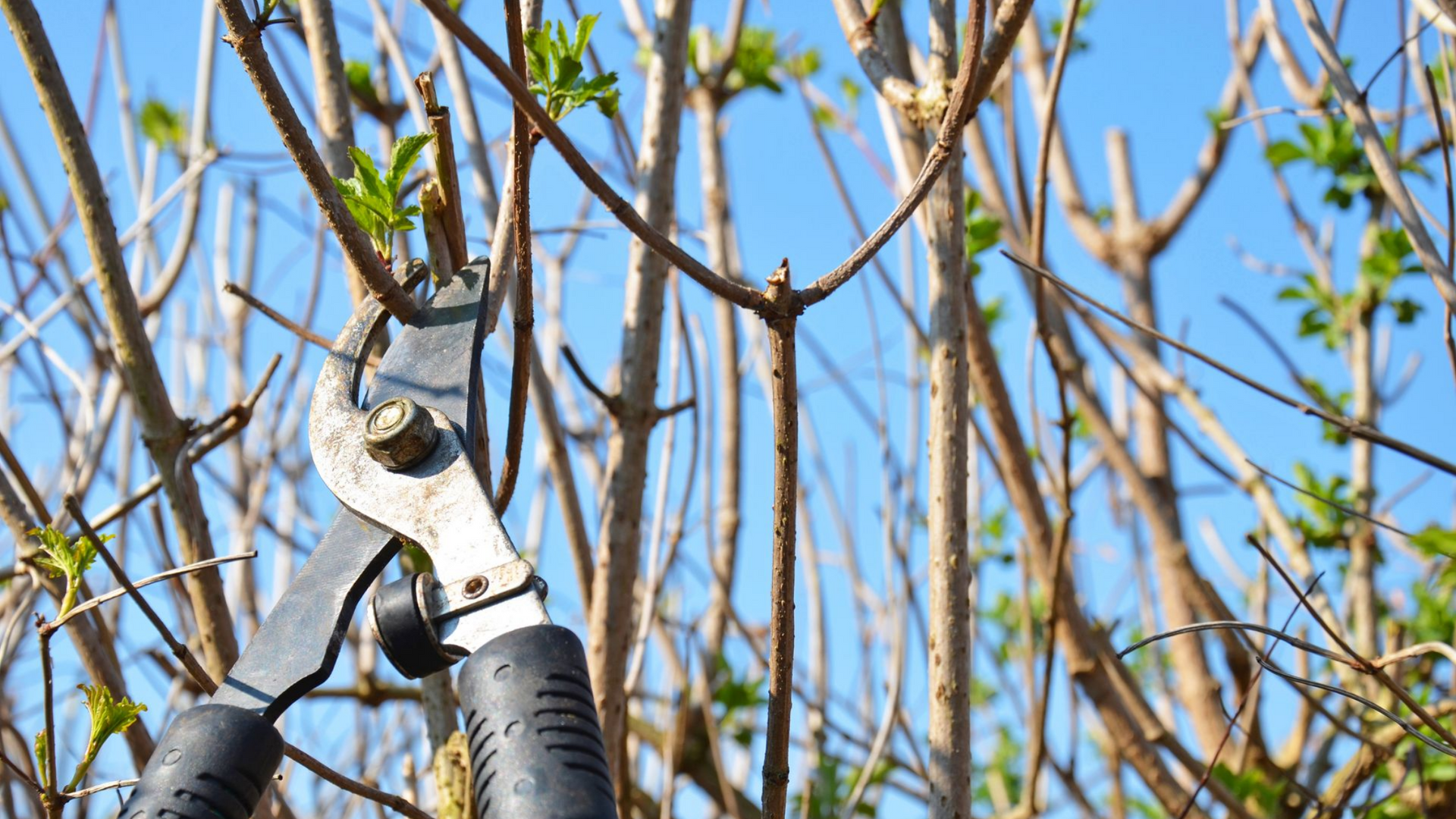 Taille d'un arbre fruitier