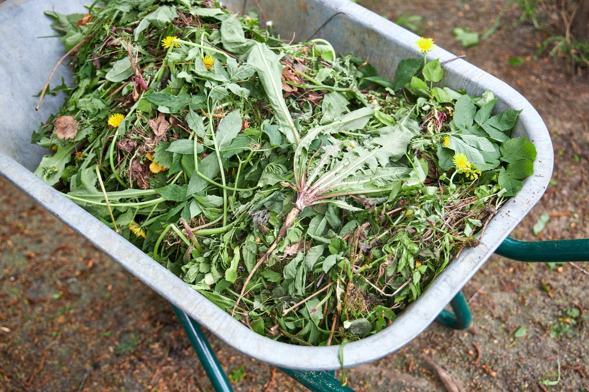 Brouette remplie de mauvaises herbes