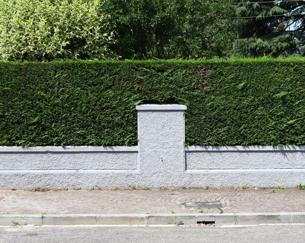 Haie taillée au carré