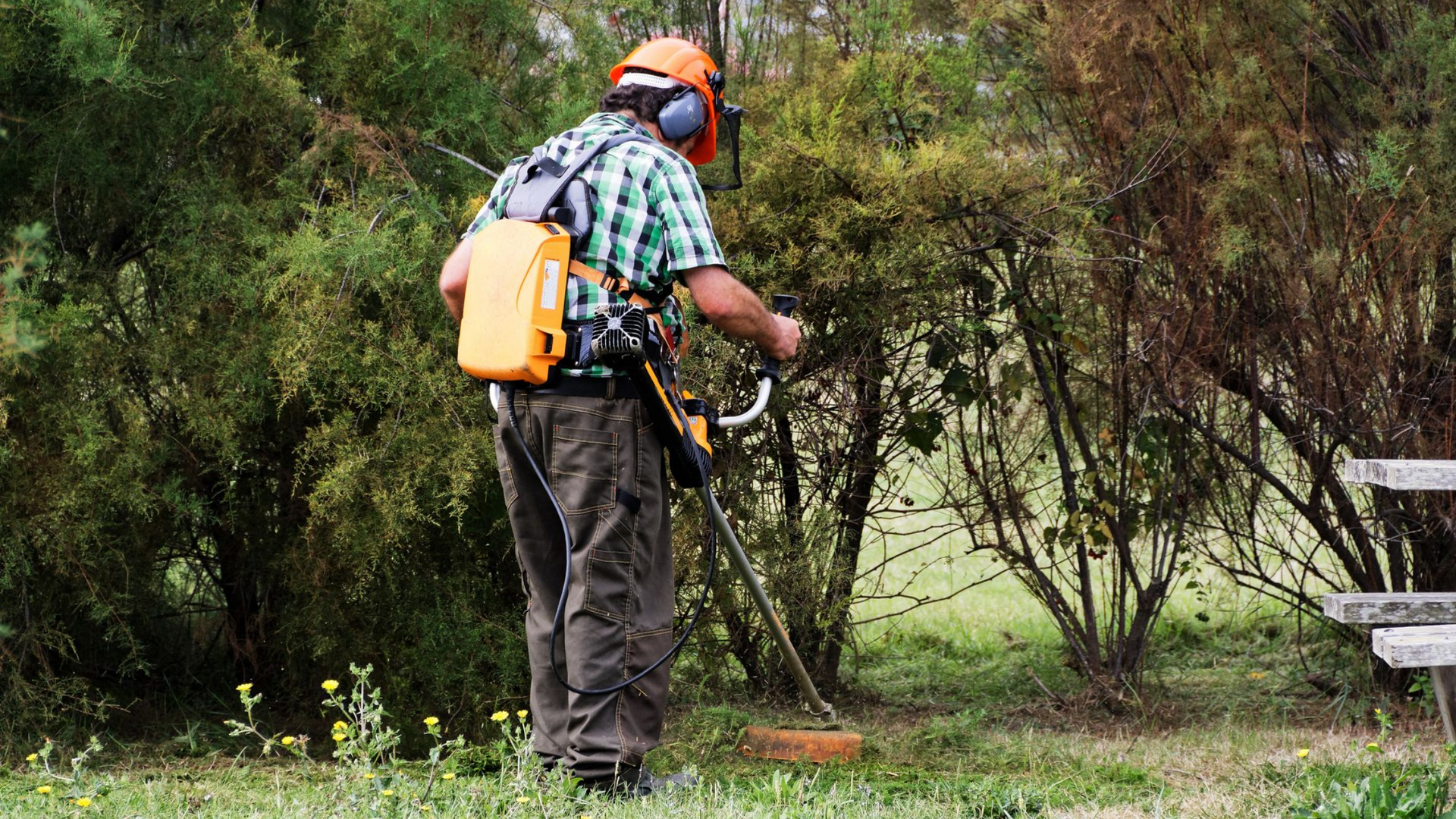 Débroussaillage sous des arbres
