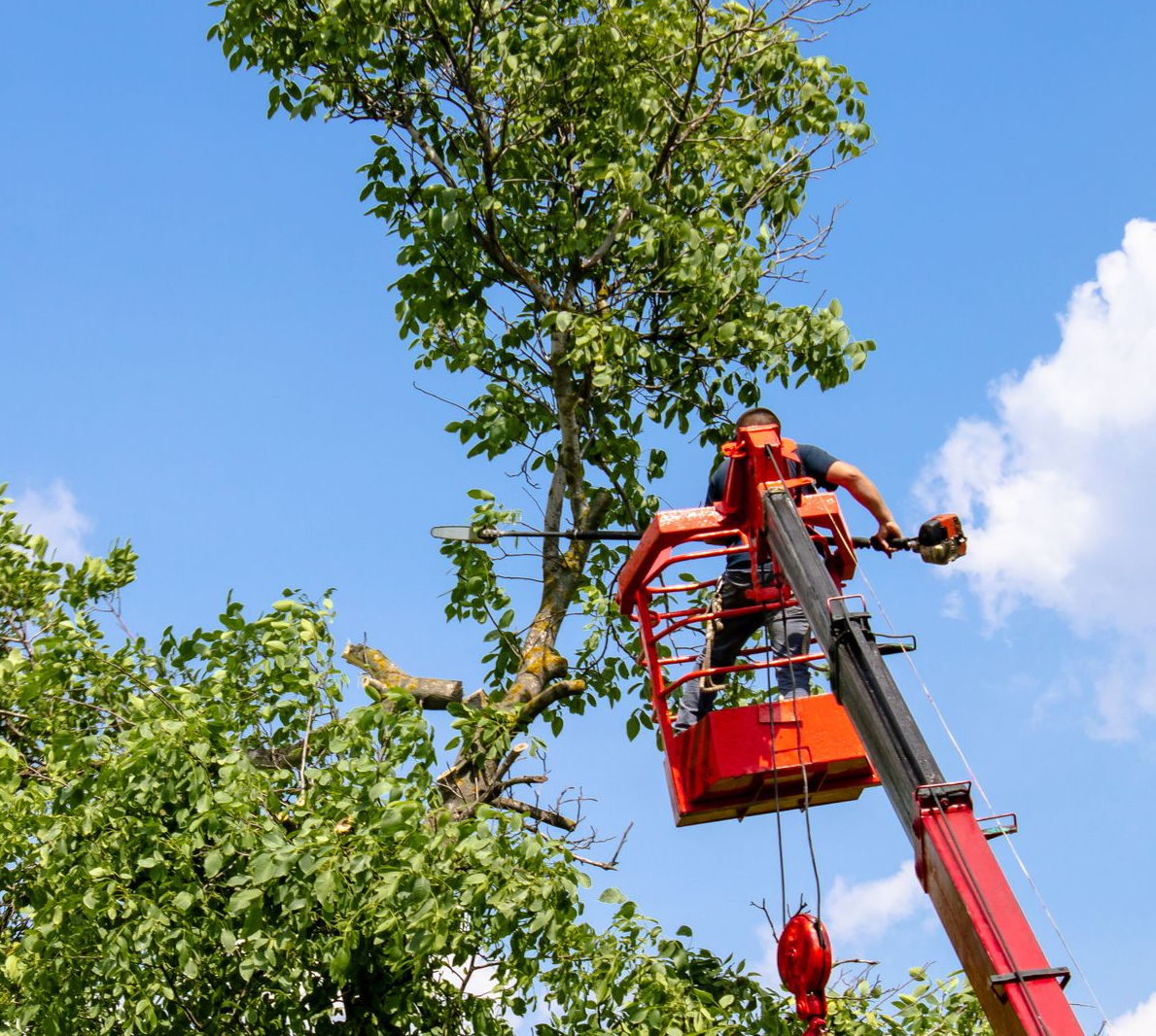 Élagueur monté dans une nacelle