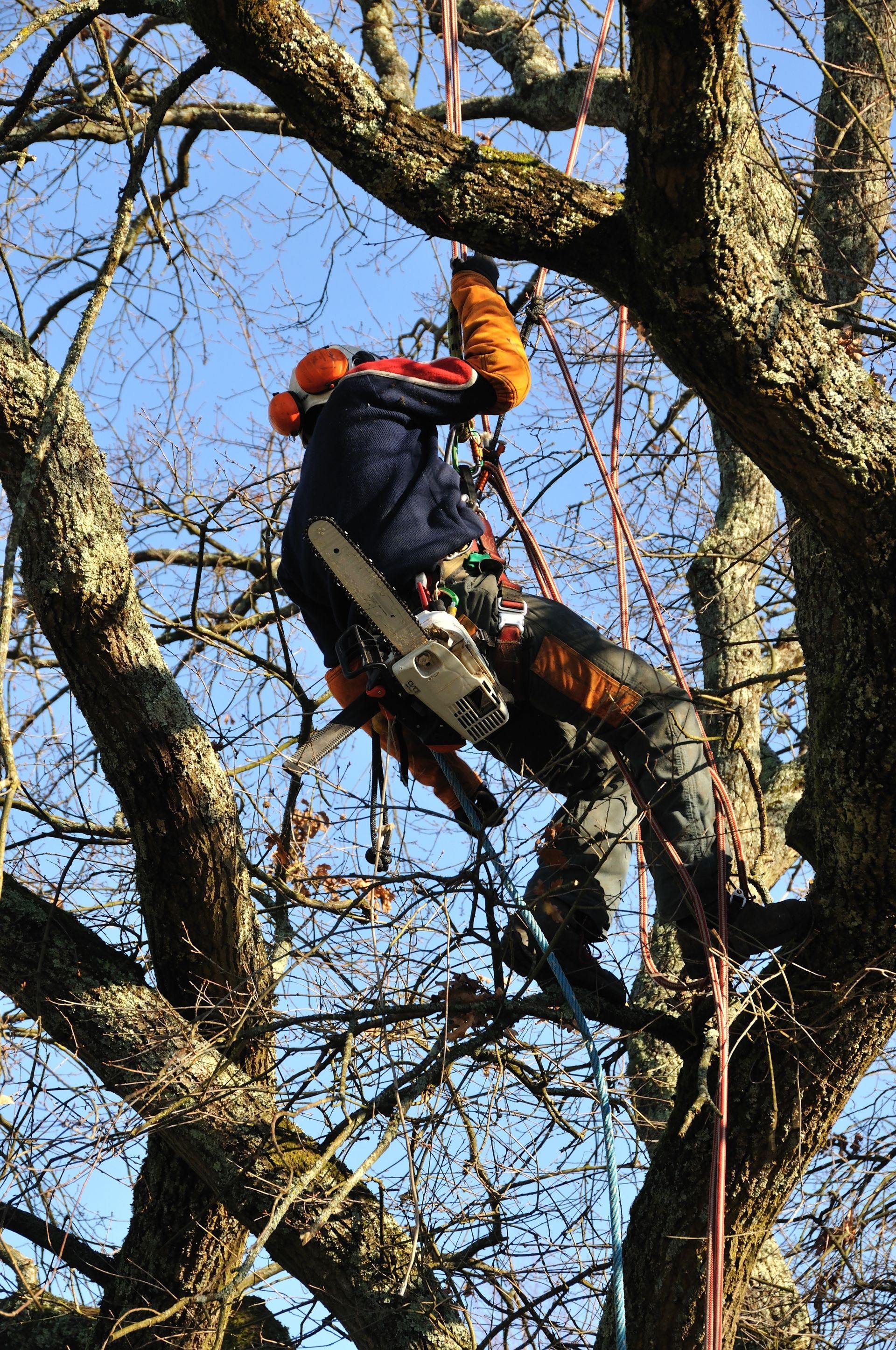 Un arboriste coupant une branche d'arbre