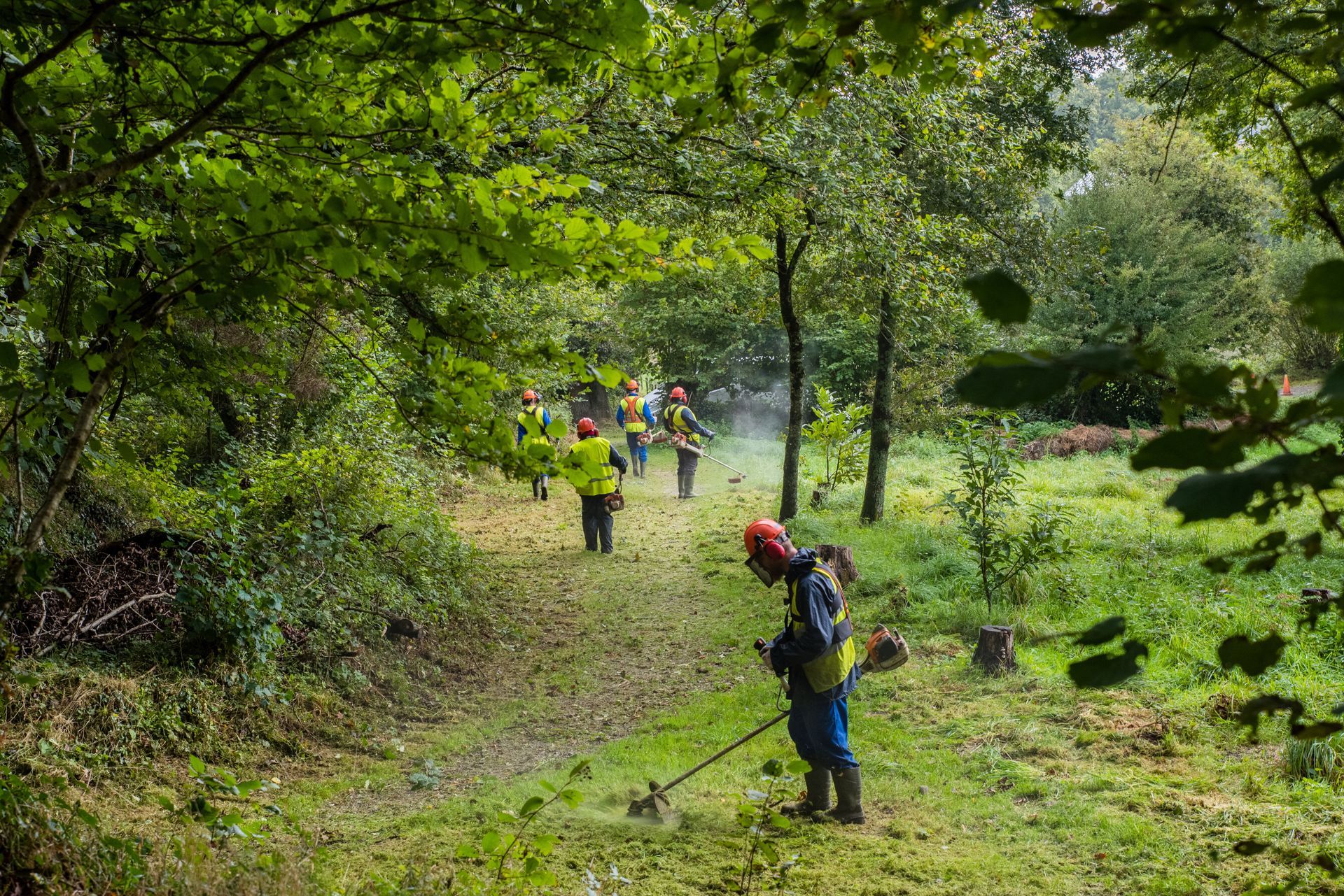 Chantier de débroussaillage dans une forêt