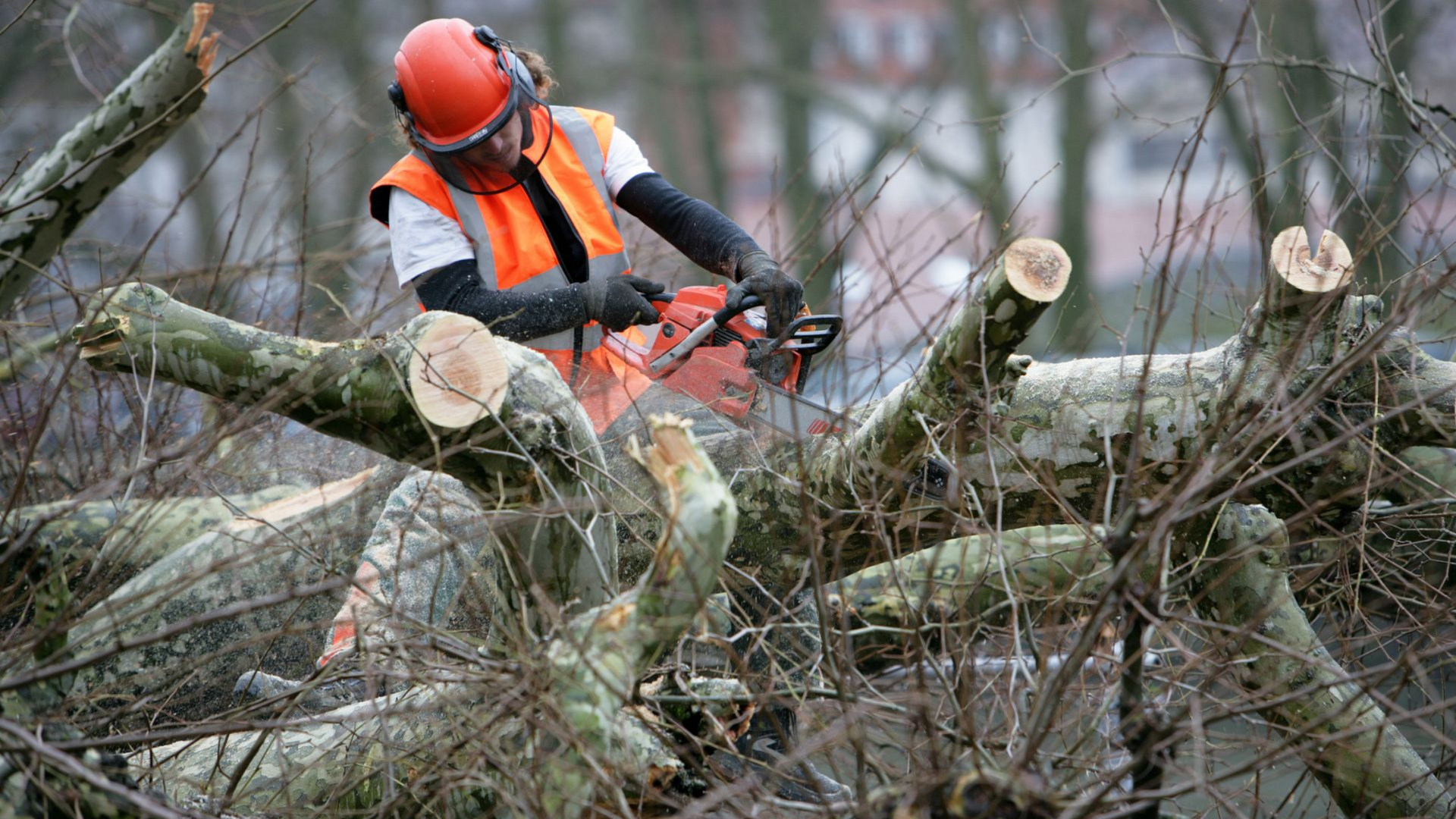 Débitage d'un arbre abattu