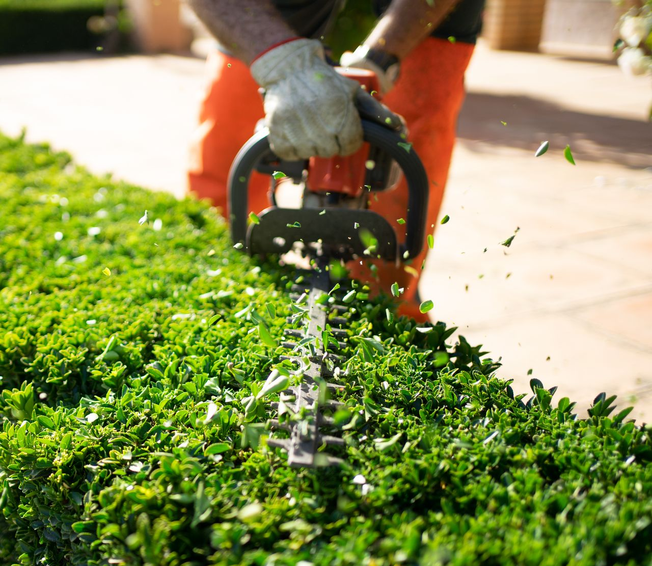 Taille d'une petite haie à l'aide d'un taille-haie