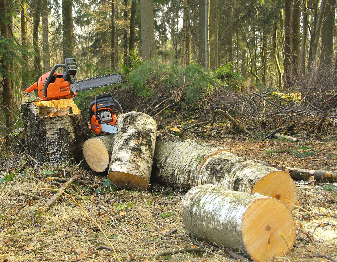 Tronc d'arbre débité