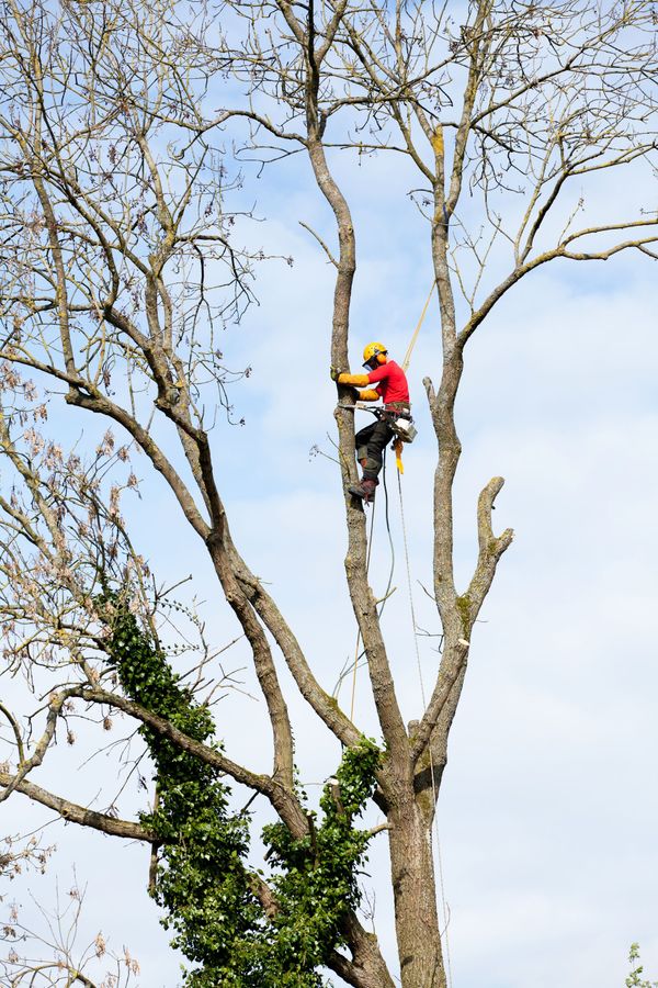 Élagueur-grimpeur coupant une branche dans un arbre