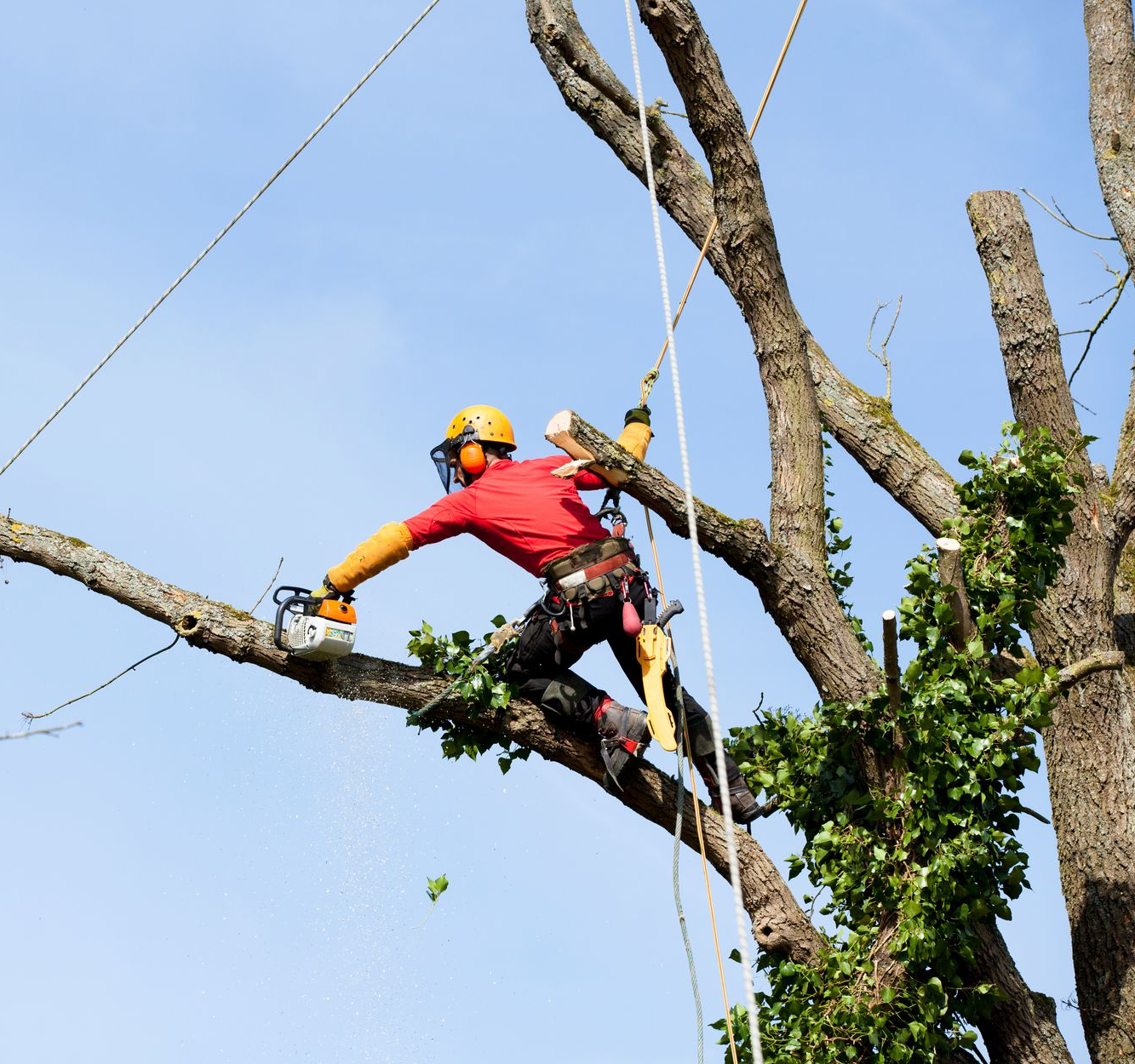 Élagage d'une branche