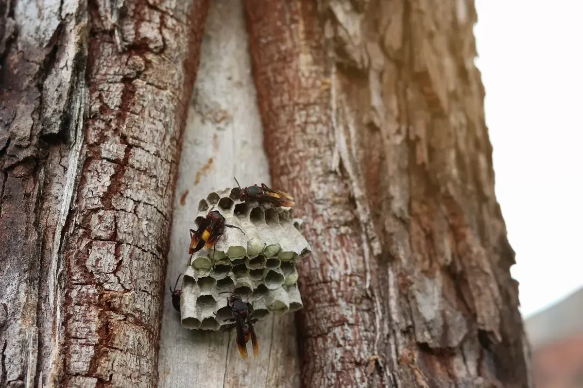 Nido de avispas adherido al tronco de un árbol, con avispas visibles.