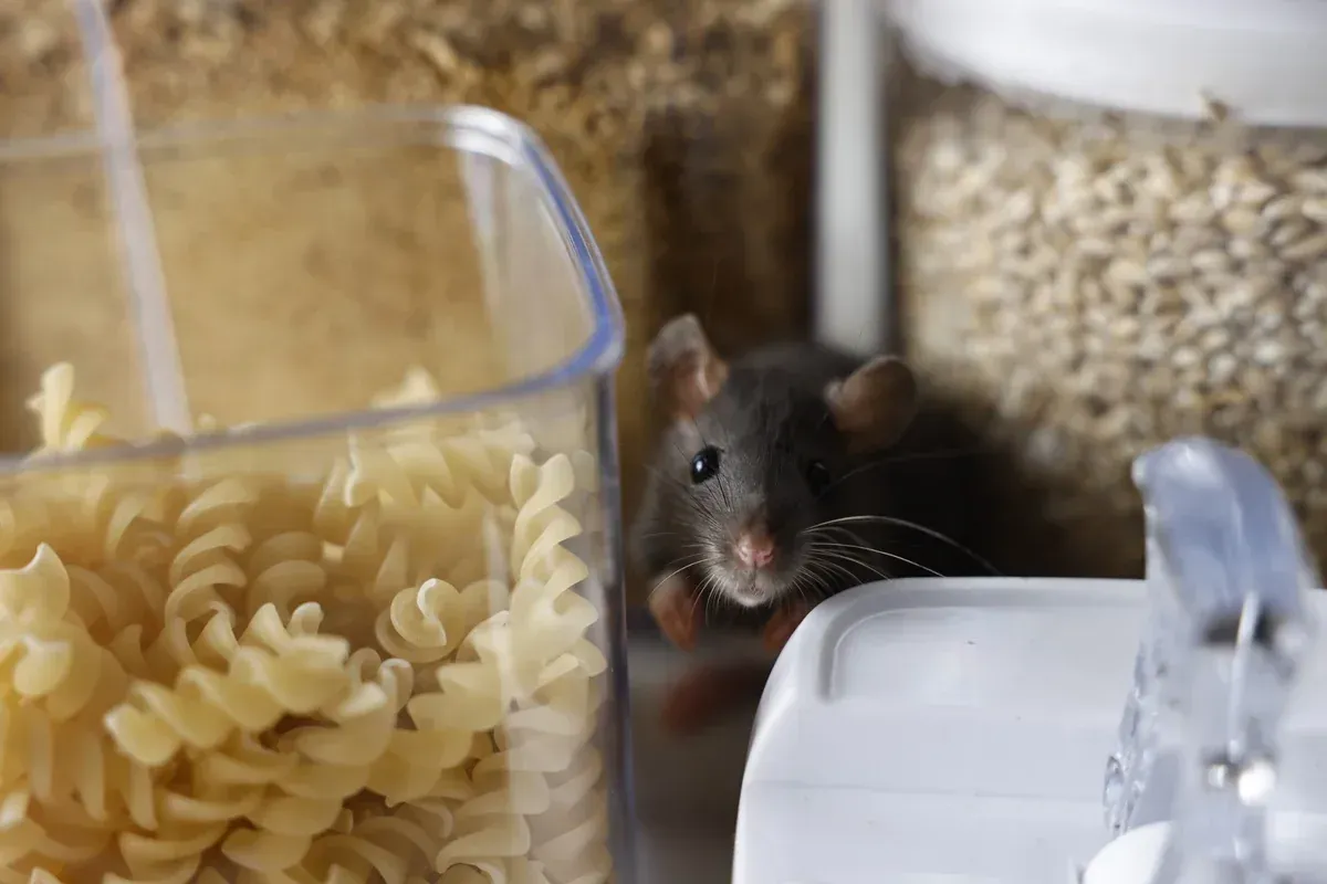 Una rata marrón se asoma detrás de la pasta y los recipientes en una despensa.