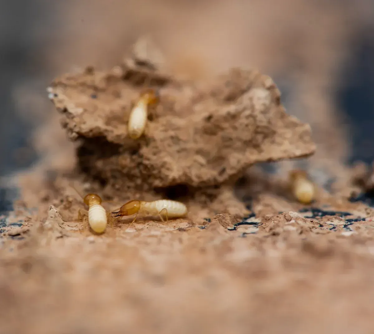 Termitas sobre una pila de madera masticada. Se observan varias termitas con cuerpos blanquecinos.