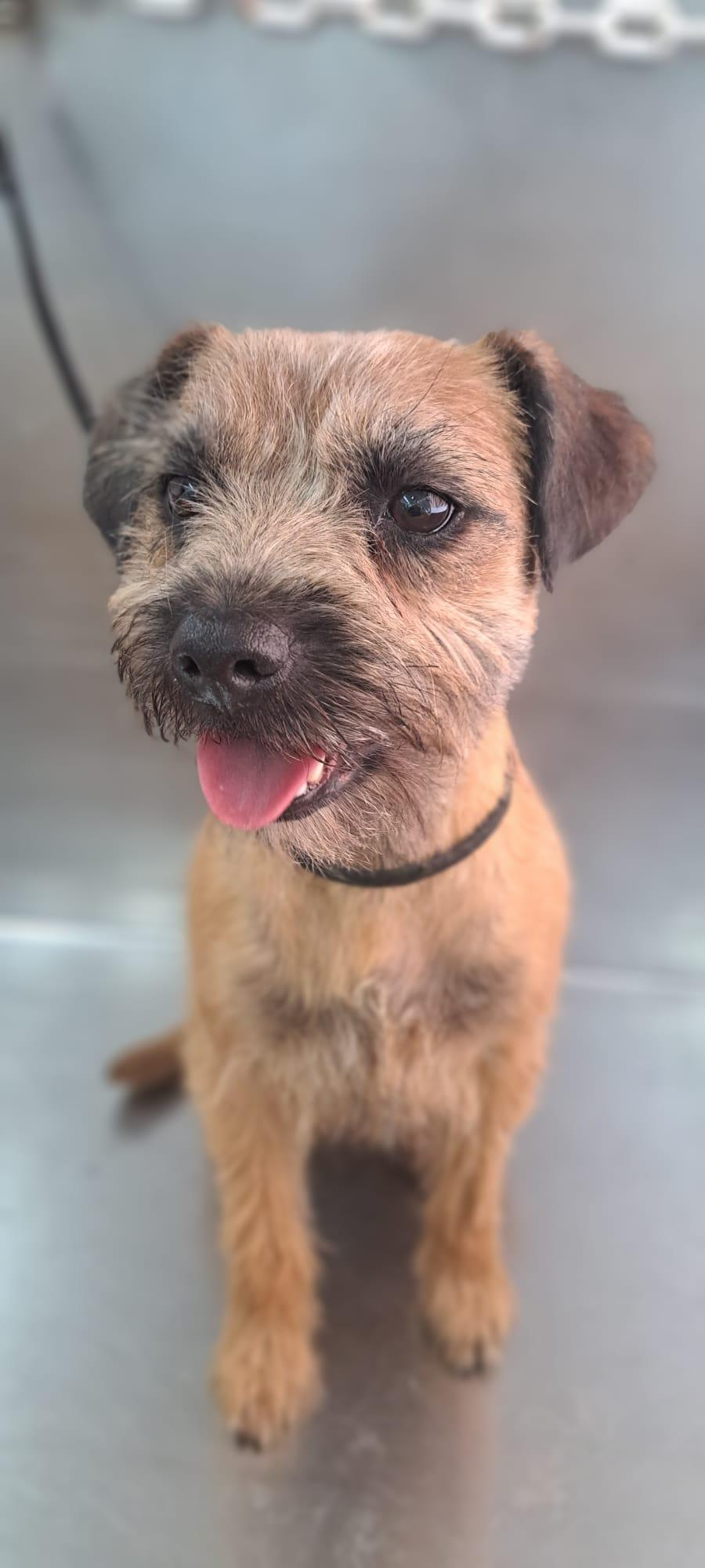 Lucky Dog banhos e tosquias de cães ao domicílio